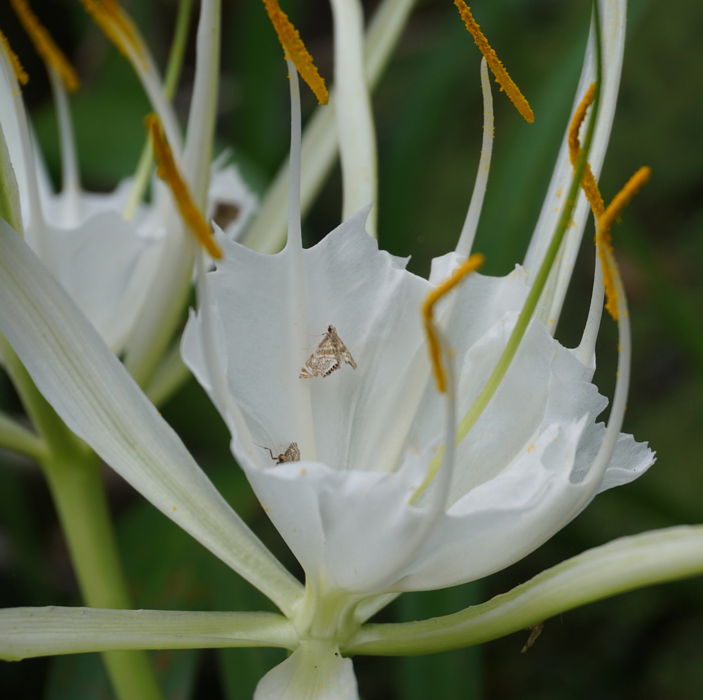 Spider Lily - Photo 2